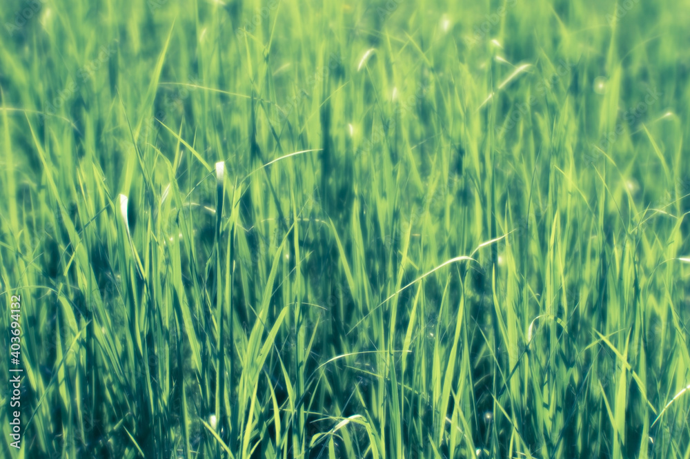 Obraz premium Green rice sprouts close up in sunlight. The concept of organic textures. Background