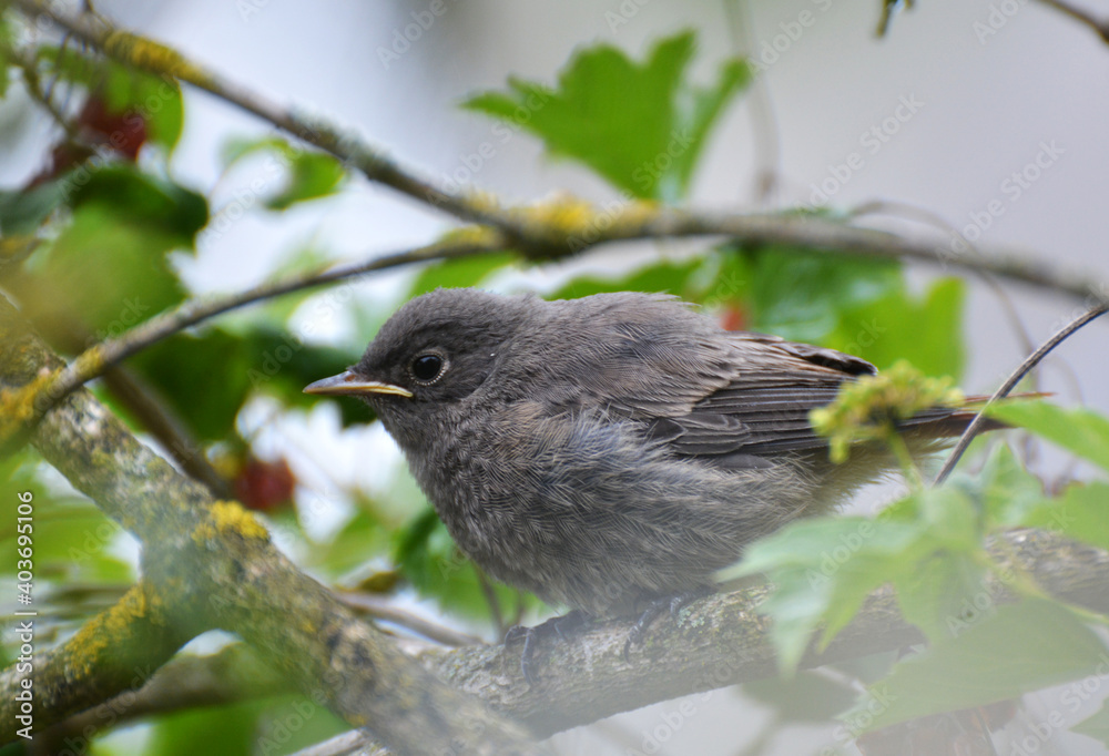 A young bird Phoenicurus ochruros sits on a branch A young bird Phoenicurus ochruros sits on a branch