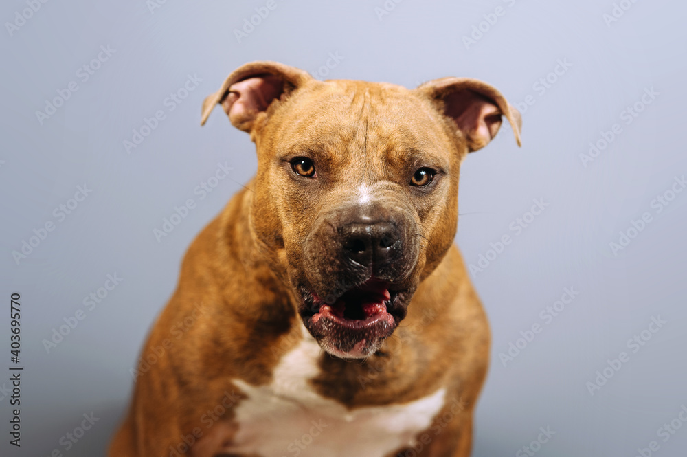 A close-up portrait of a large bull-type dog that is grinning. A close-up portrait of a large bull-type dog that is grinning.