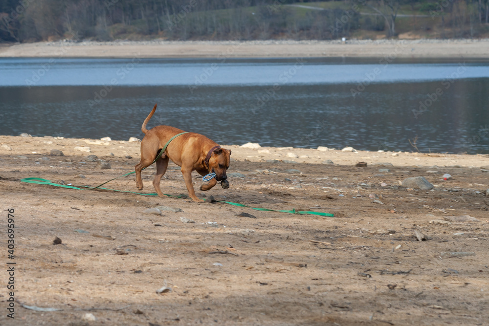 A big brown dog runs along a sandy beach by the water.
