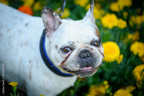 Portrait of a French bulldog. This dog likes to posing in the middle of the flower bush  photo