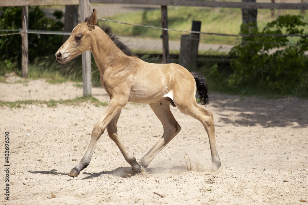 Fototapeta premium Small newborn yellow foal. He galloped unstable for the first time in the sand