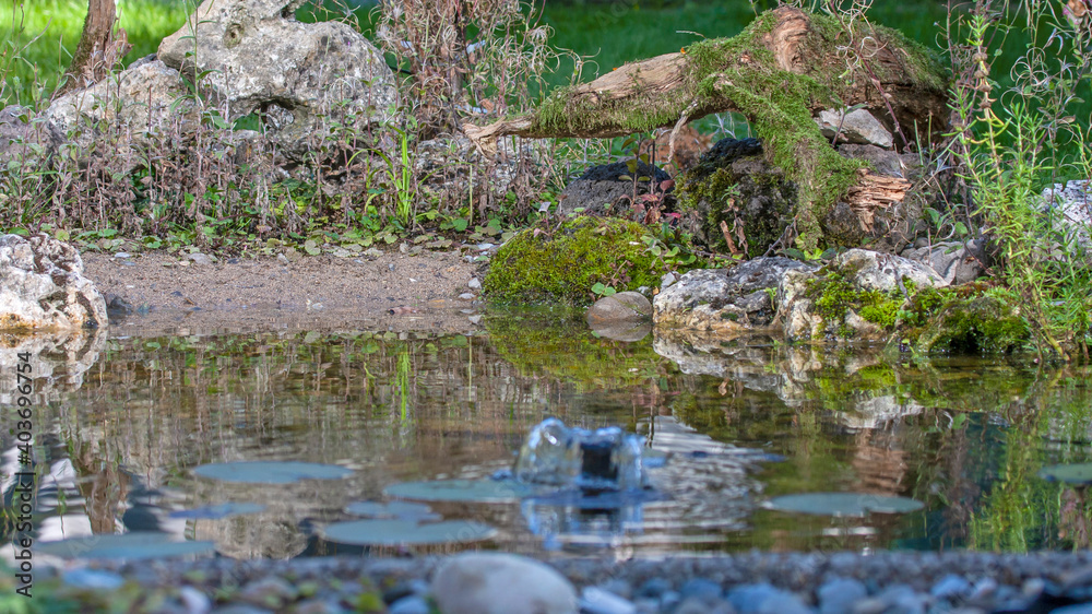 Teich im Garten, Fotolocation für badende Vögel Teich im Garten, Fotolocation für badende Vögel