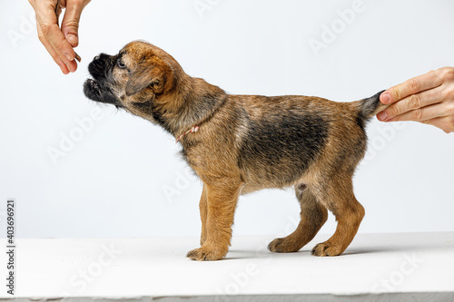 Little beautiful puppy on a white background