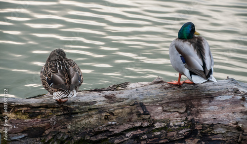 dwie dzikie kaczki nad brzegiem jeziora #403697122