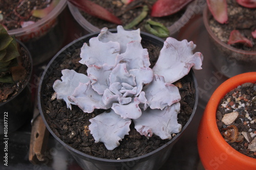 Echeveria Crispate photo