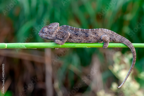 Macro shots  Beautiful nature scene green chameleon 