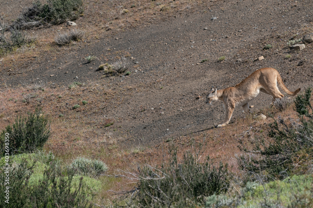 Naklejka premium The cougar (Puma concolor)