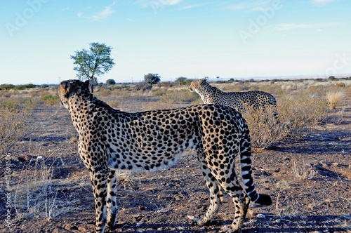 Zwei Geparde in der namibischen Kalahari. Two jeethas in the namibian Kalahari. photo