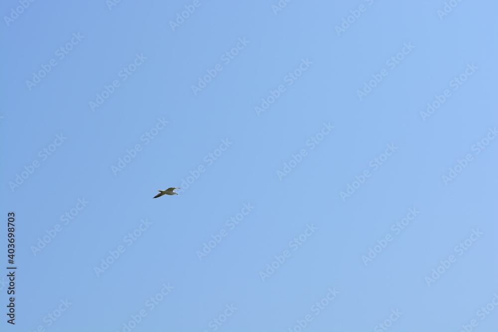 A seabird flying in the sky above the sea at Skomer Island in Wales, United Kingdom. A seabird flying in the sky above the sea at Skomer Island in Wales, United Kingdom.