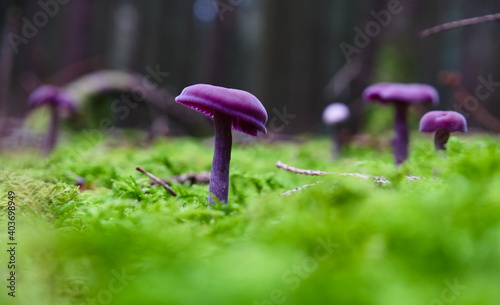 Isolated violet mushroom known as Amethyst deceiver growing on moss. Scientific name Laccaria amethystina photo
