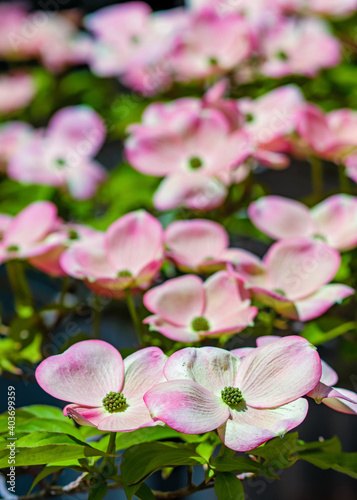 Pink Dogwood tree blossoms in the spring