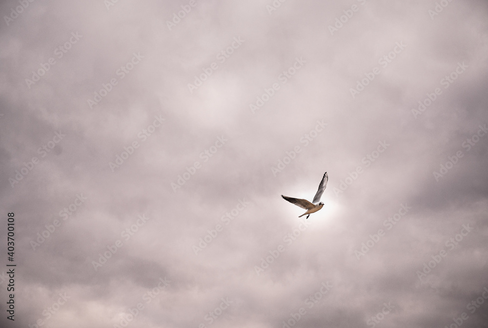 Obraz premium seagull in flight