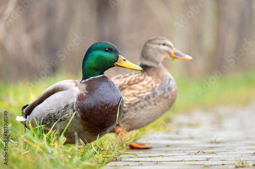 Two wild ducks walking in summer park.