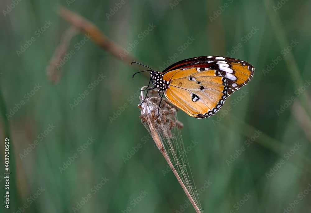 Macro shots, Beautiful nature scene. Closeup beautiful butterfly sitting on the flower in a summer garden. Macro shots, Beautiful nature scene. Closeup beautiful butterfly sitting on the flower in a summer garden.