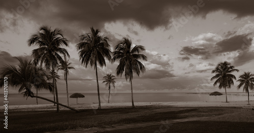 Palm trees on the beach of El Colony Isla de Juventud Cuba monochrome