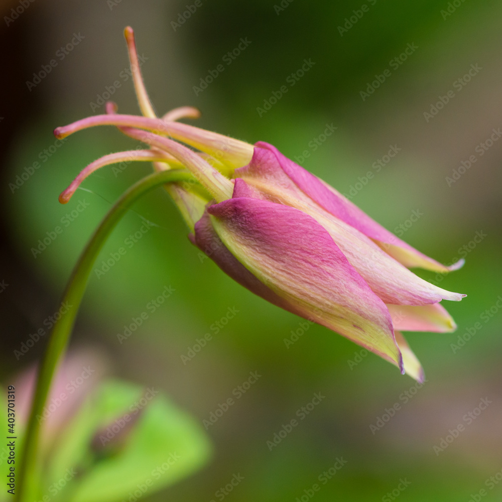 Budding Aquilegia Budding Aquilegia