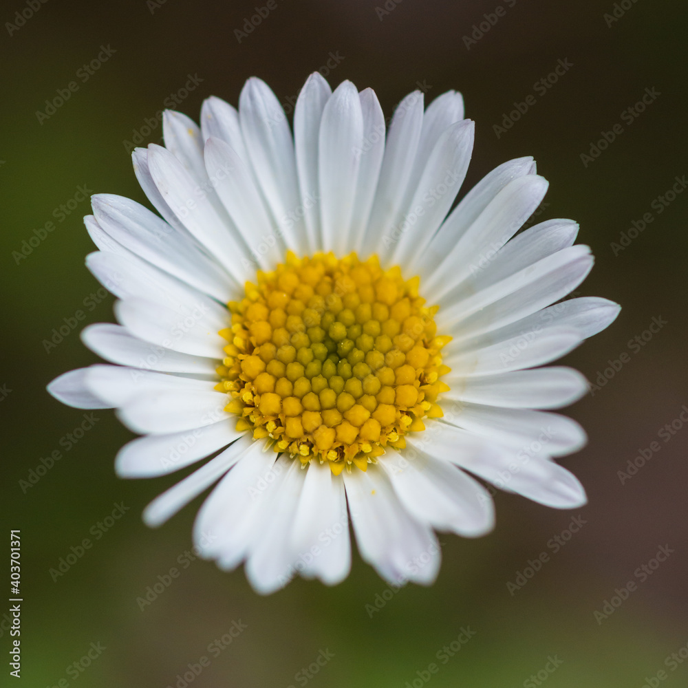 Fototapeta premium Erigeron Stallone