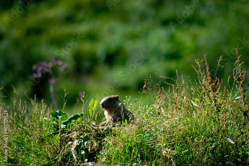 Marmots in the meadow