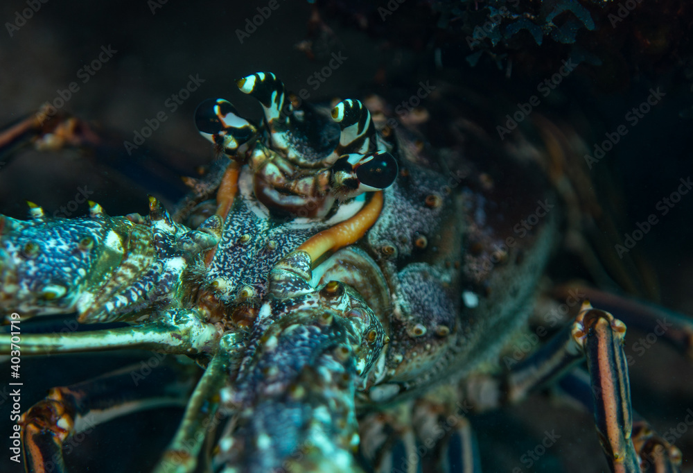 Lobster close up Isla de Juventud Cuba Lobster close up Isla de Juventud Cuba