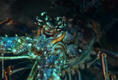 Lobster close up Isla de Juventud Cuba