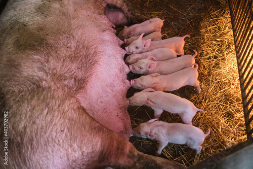 Little pigs eating on a farm.
