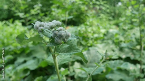 Long green Burdock plant, Arctium tomentosum, in the forest with bokeh. High quality 4k footage