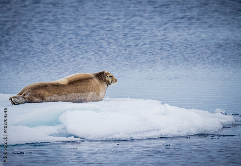 Fototapeta premium Bearded seal rests on ice floe in the Arctic near Spitzbergen