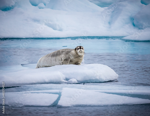 Photography Bearded seal floats on piece of ice in the Artic waters near Svalbard