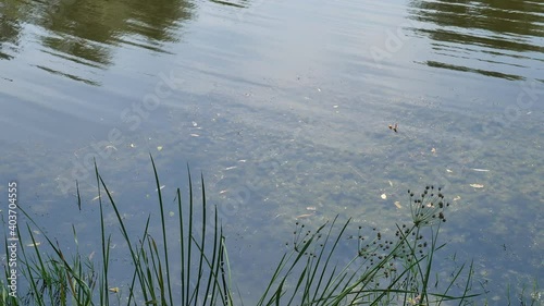 Water surface with ripples. Reeds and seaweed. Dragonflies flies around. High quality 4k footage