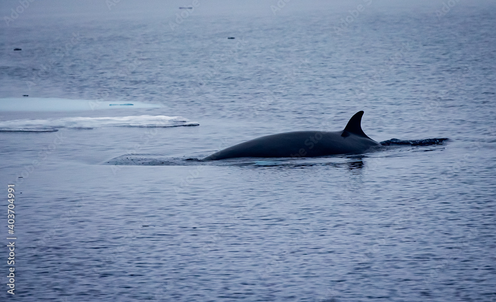 Fototapeta premium Minke whale glides through the water near the Arctic Circle