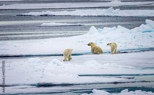 Mother polar bear rinces off in fresh water pond on ice floe. photo