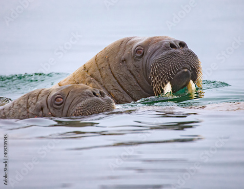 Mother walrus with her young calf swim in the cold Norway waters