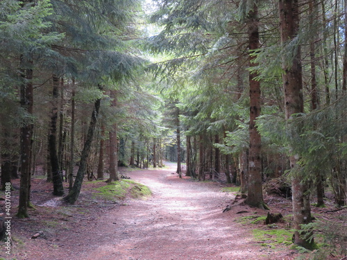 Chemin forestier en été