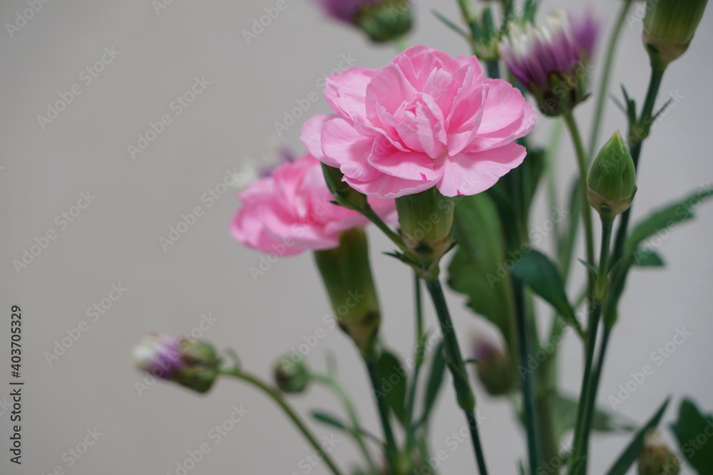 pink gerbera flower macro pink gerbera flower macro