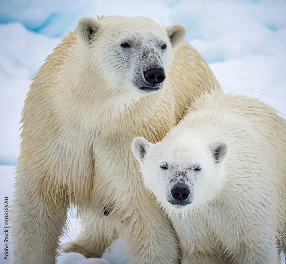 Young polar bear cub leans into his mother for protection Young polar bear cub leans into his mother for protection
