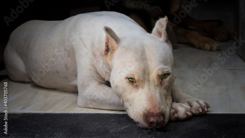 american staffordshire terrier