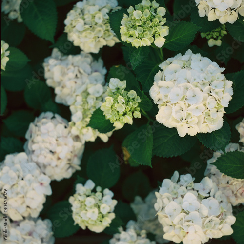 Obraz w ramie White Hydrangeas