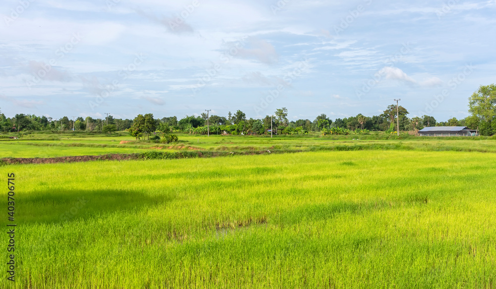 Thai farmers grow rice for food