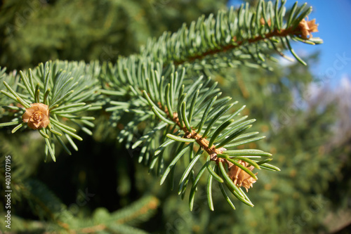 green coniferous branch and its detail, macro photography,