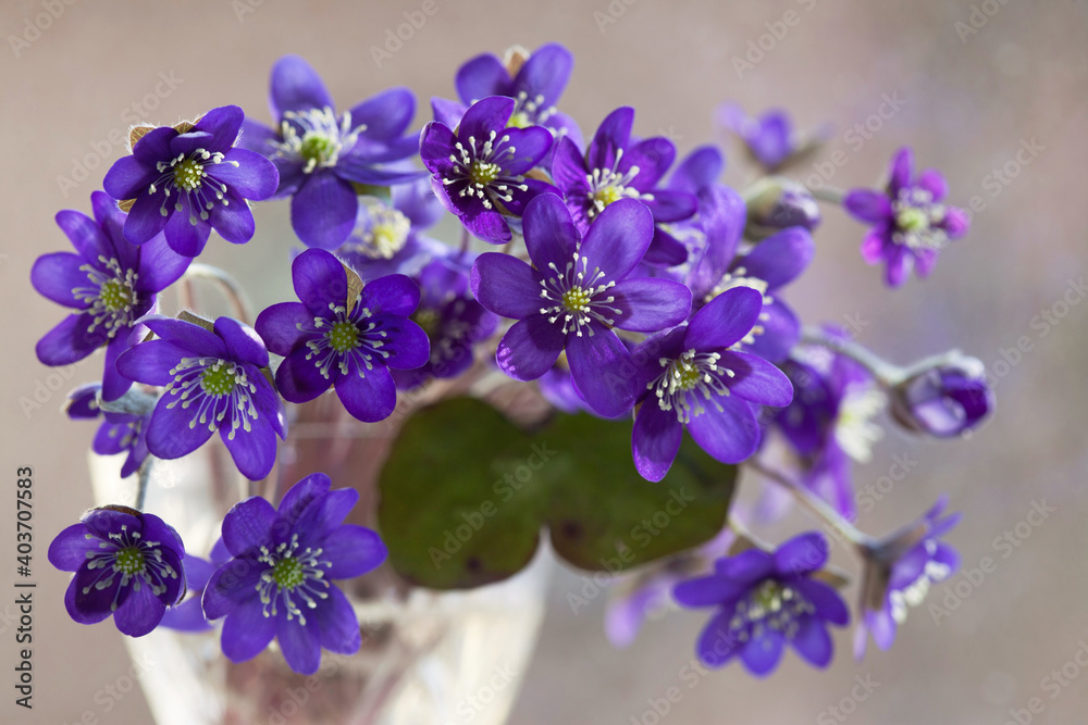 Bouquet of spring blue anemone hepatica flowers in a vase, close-up, blur, postcard.