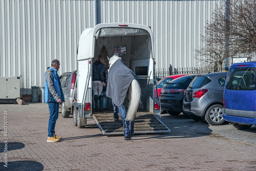 Auto trailer for transportation of horses . transportation livestock . Horse ready to go in van .