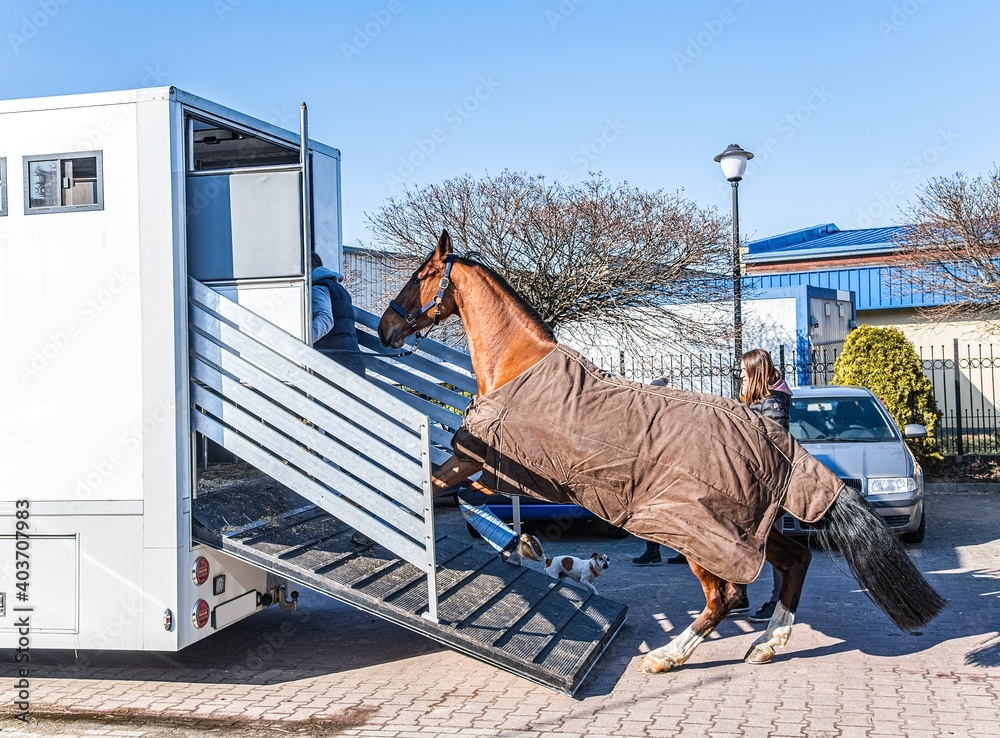 Horse vehicle . Carriage for horses . Auto trailer
