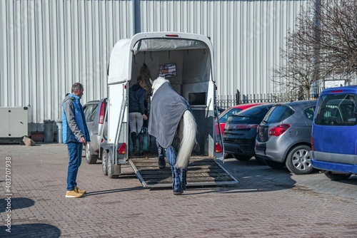 Obraz na płótnie Auto trailer for transportation of horses . transportation livestock . Horse ready to go in van . w salonie
