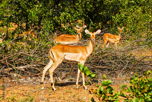 The female Impalas in Kruger national park in South Africa looking at you