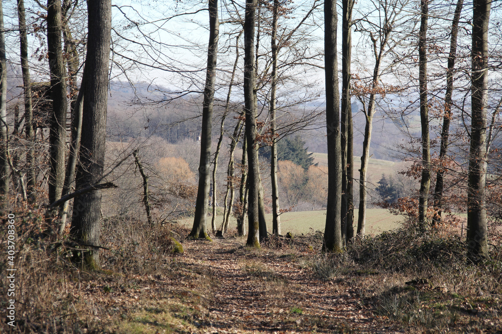 Forest, February Without Snow, Donenrsberg Palatinate, Rhineland-Palatinate