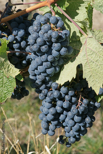 Ripe Blue Grapes Hanging On A Vine, Winegrowing Area Rhinehesse photo