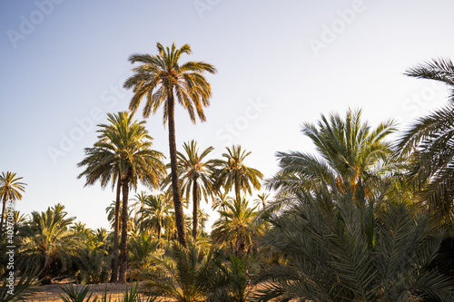 Tall palm trees in the midlle of a palm orchard at sunset in the city of Elche  Alicante  Spain. World Heritage.