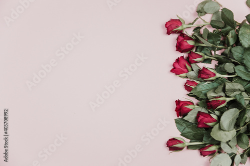 Roses on pink background February 14 Valentine's Day