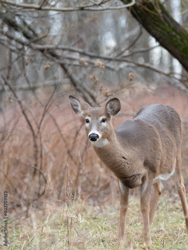 White-tailed Deer White-tailed Deer